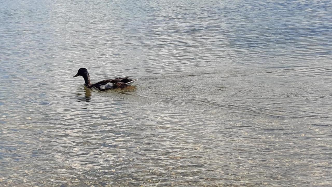 Wildente Am See Maishofen Kültér fotó